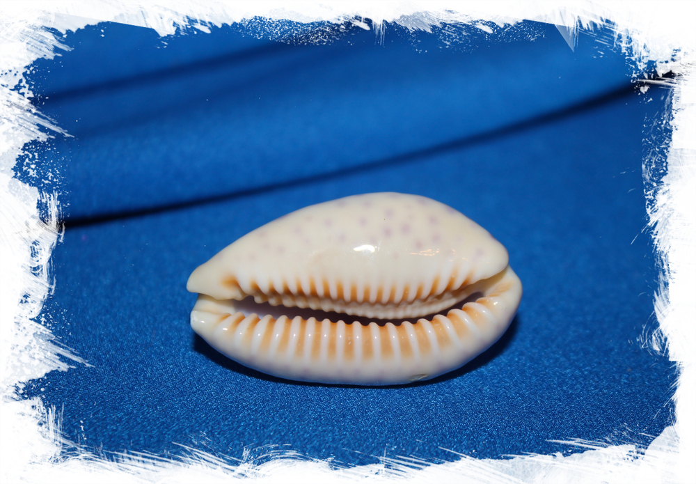 Китайская ципрея (Ovatipsa chinensis)