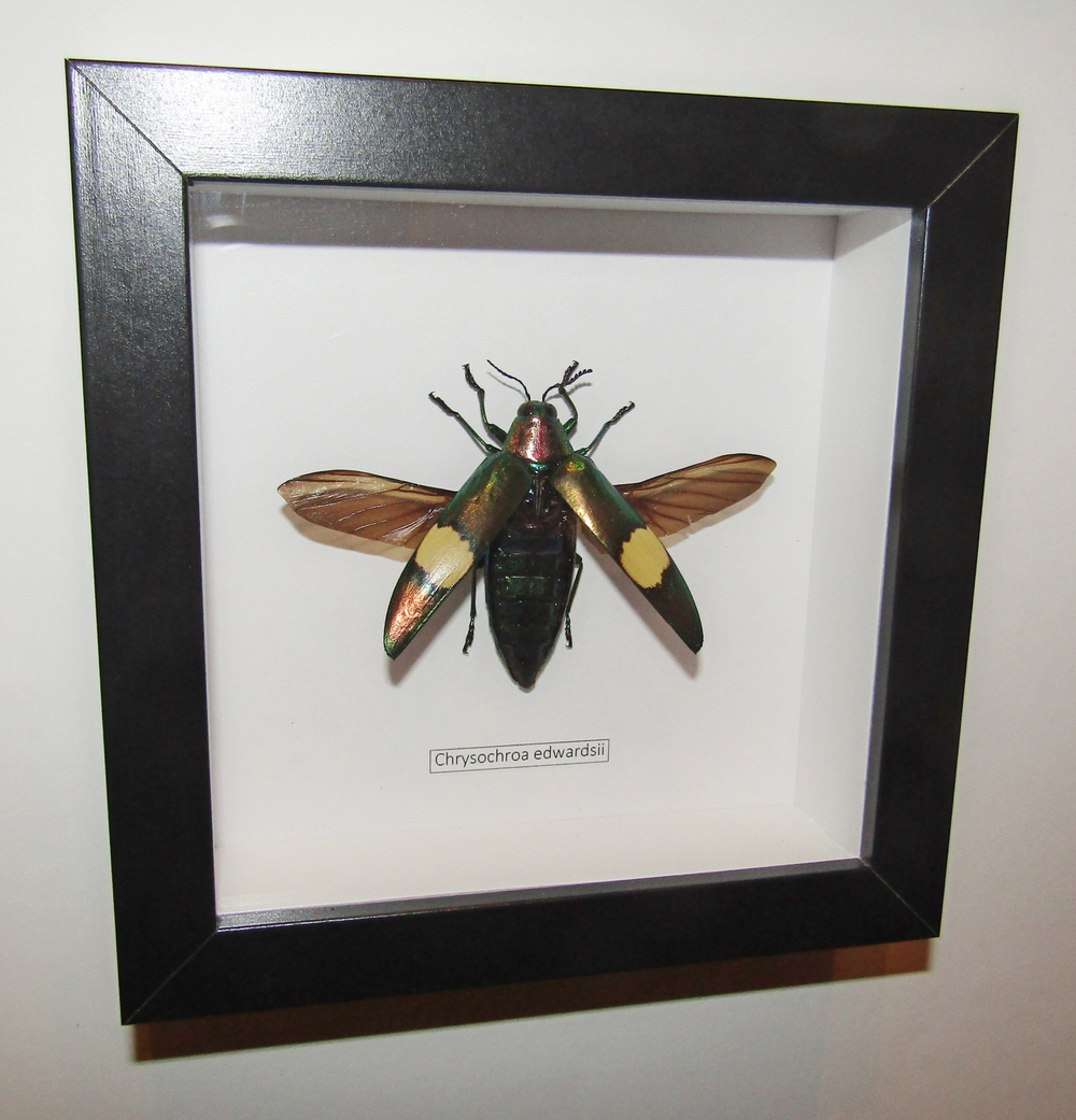 Жук Златка Chrysochroa edwardsii в рамке