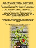 Спирея Вангутта Голден фонтейн Золотой фонтан
