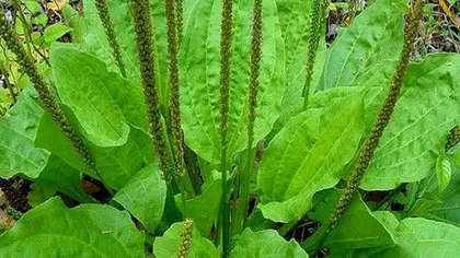 Подорожник большой (лист)