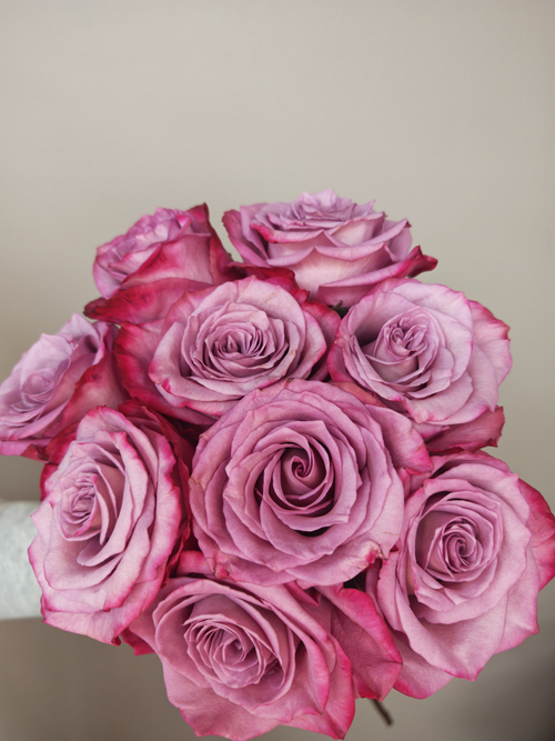 Роза "пыльная сирень"