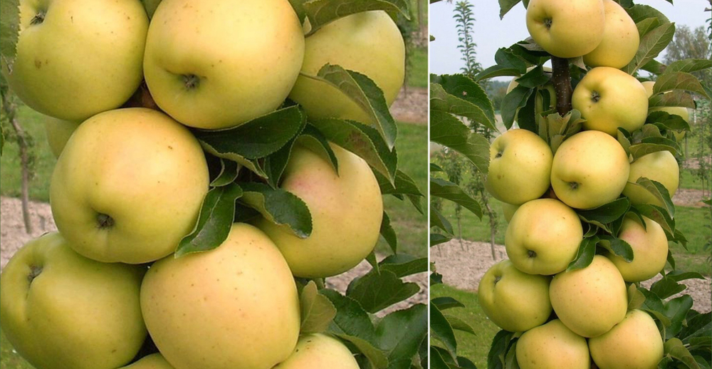 Саженец яблони колоновидной «Медок» (Летняя, Медовый вкус)