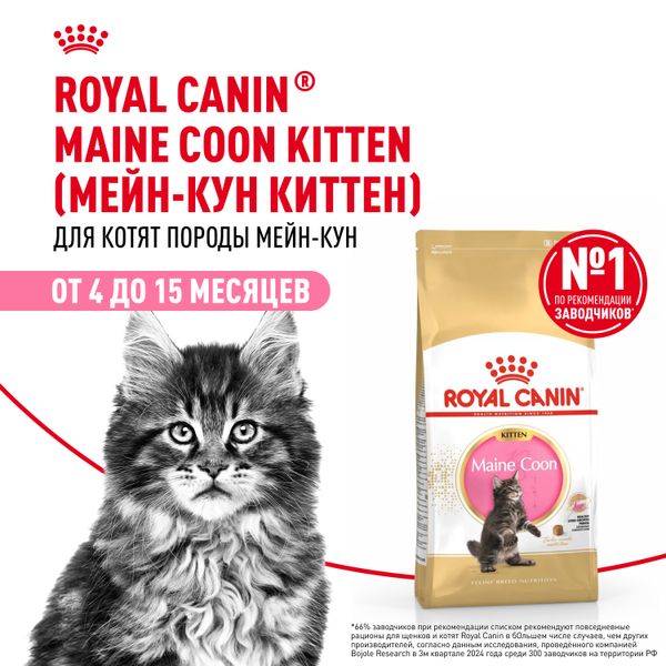 Сухой корм Royal Canin Maine Coon Kitten для котят породы Мэйн Кун