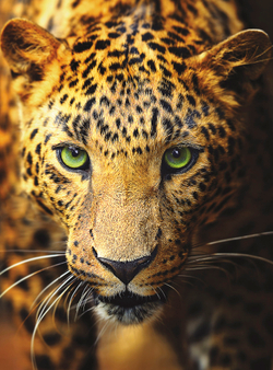 Коллекция Животные