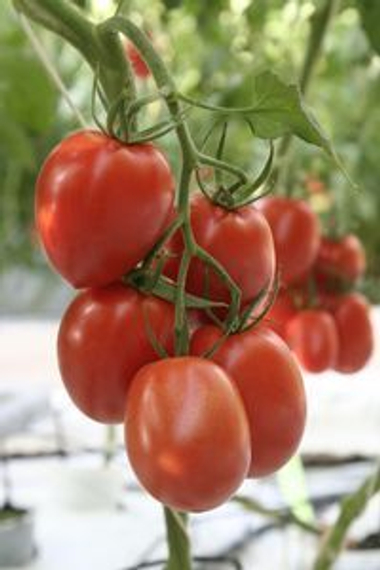 Лезгинка F1 семена томата индетерминантного (Гавриш) – фото 3