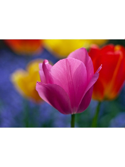 Фото на стекле "Разноцветные тюльпаны" Декор для дома, подарок