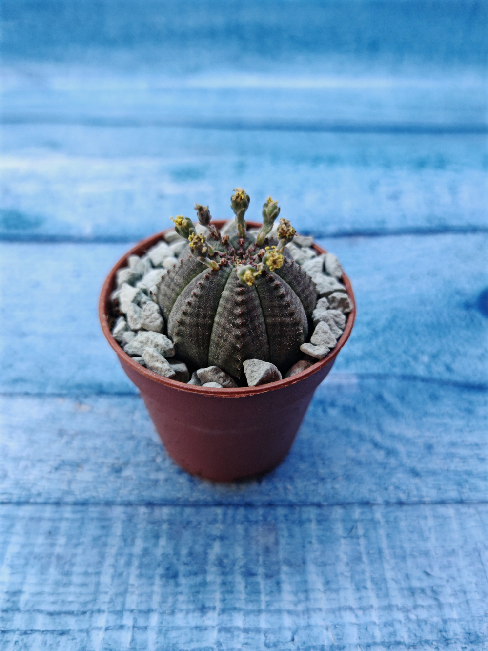 Euphoria Obesa (Эуфорбия)
