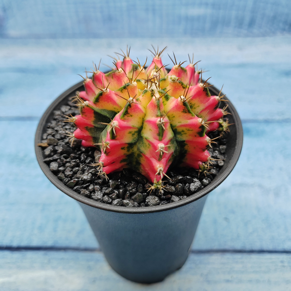 Gymnocalycium Variegata (Гимнокалициум Вариегатный)