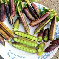 Императорский Чёрный Сахарный Снеп Горох - Imperial Black Sugar Snap Peas