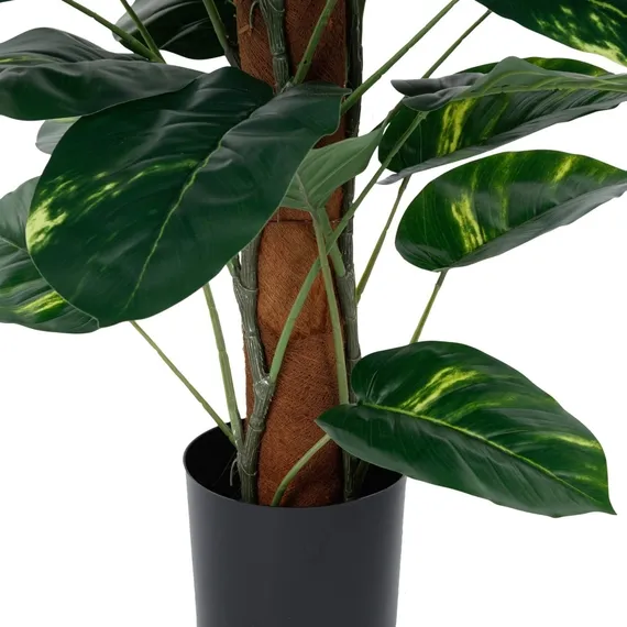 Диффенбахия высота 152 см