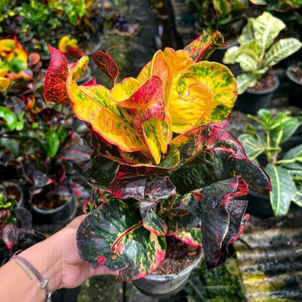 Кротон RUNG RAWEE