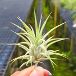 Тилландсия ionantha Peach (T42)