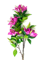 Альстромерия фуксия