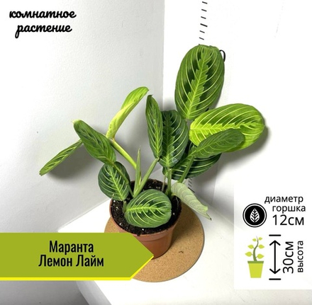 Маранта Лемон Лайм, D12см H30см, 1шт, Нидерланды