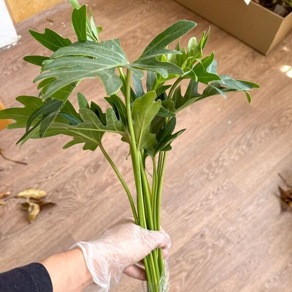 Филодендрон XANADU (В25)