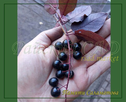 Черемуха Памяти Саламатова