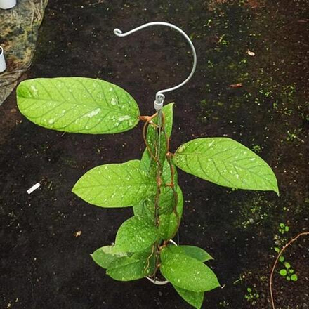 Хойя MEREDTHII ACEH