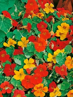 Семена настурции Аляска