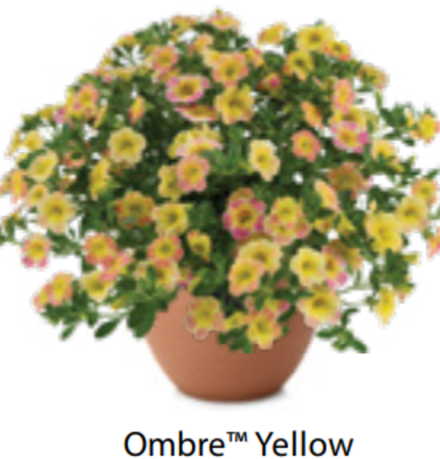 ЕВРО Калибрахоа Ombre Yellow ОКС укорененные черенки 15-20 февраля
