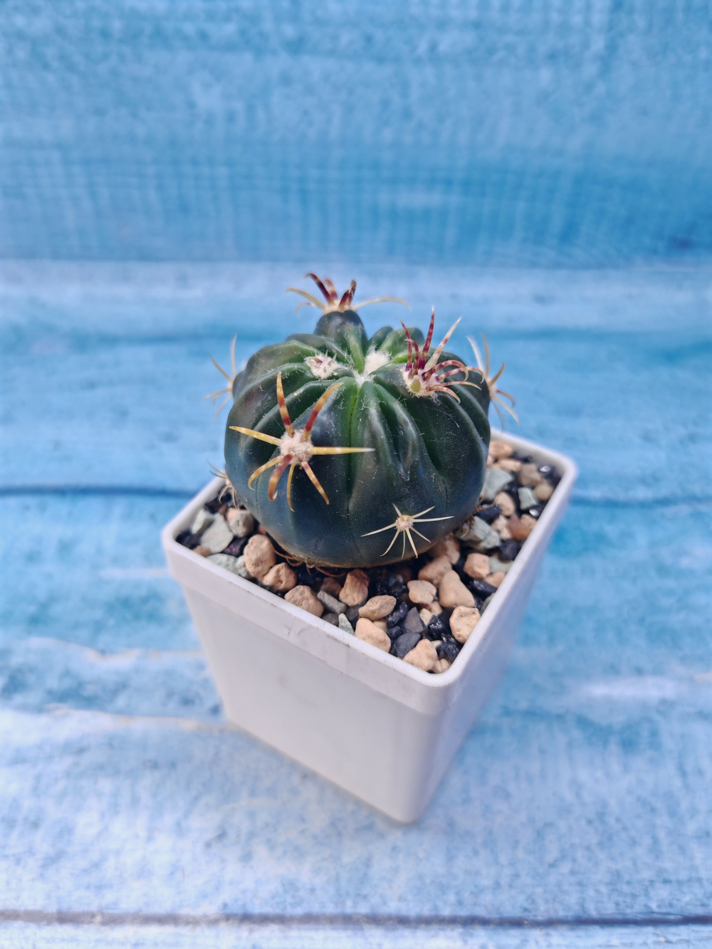 Ferocactus Latispinus (Ферокактус)