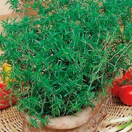 Семена Чабер Перечный аромат 0,1г