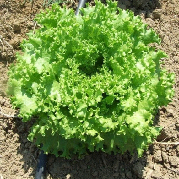 ФАНЛИ семена салата Syngenta купить – фото 2