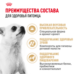 Royal Canin Chihuahua Adult Чихуахуа Эдалт Корм сухой для взрослых собак породы Чихуахуа от 8 месяцев 1,5кг