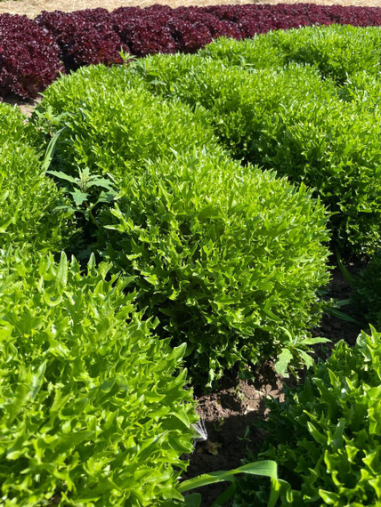 Экзам Knox семена салата саланова Rijk Zwaan-Райк Цваан описание – фото 8