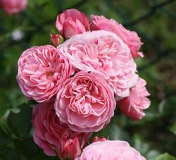 Байландо (Bailando)