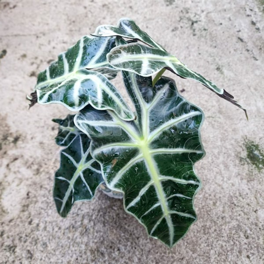 Алоказия POLLY