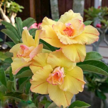 Адениум KANISTREN