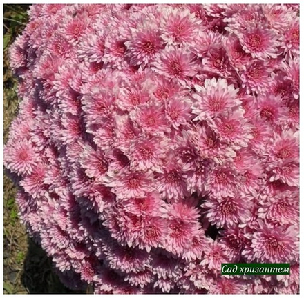 Хризантема мультифлора Ursula pink м.90 /поставка весна 2026г/