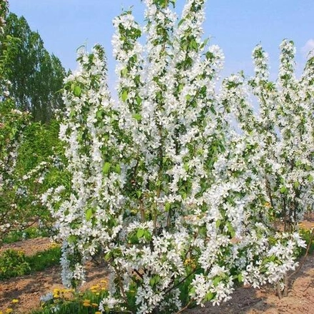 Яблоня Стрит Парад