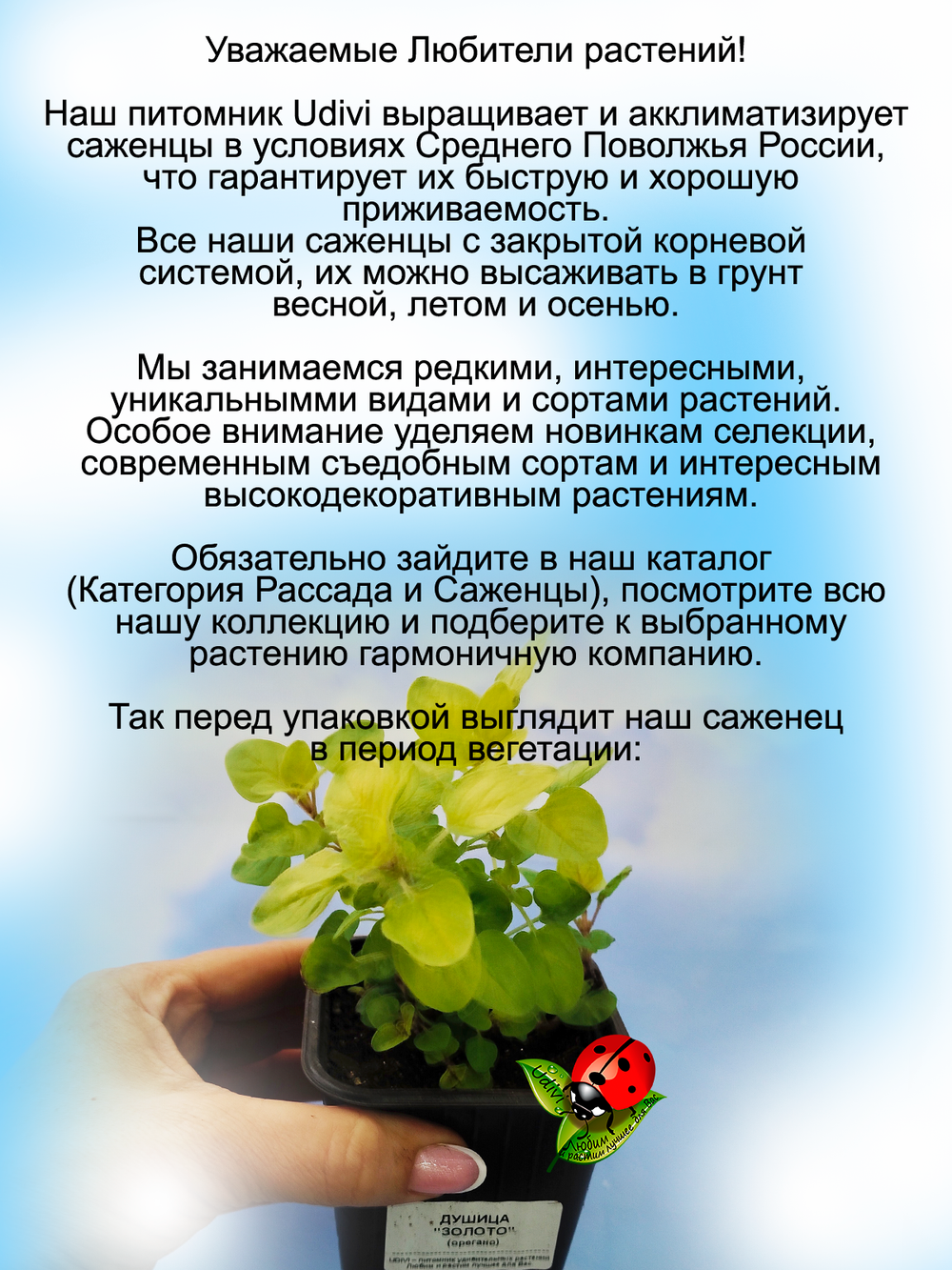 Душица Золото (орегано) пряность многолетняя