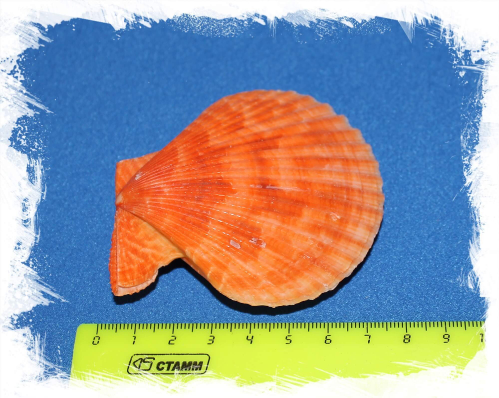 Пектен цветной двустворчатый размер