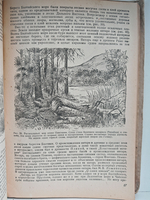 История растительного мира СССР