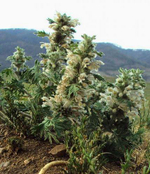 Измаген  (панцерия шерстистая) (трава с цветом)