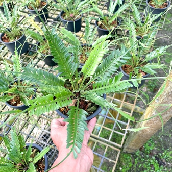 Папоротники