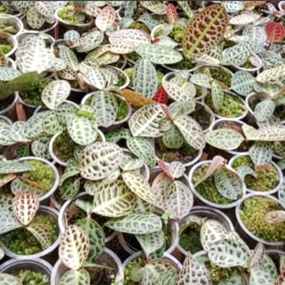 Лабизия TURTLE