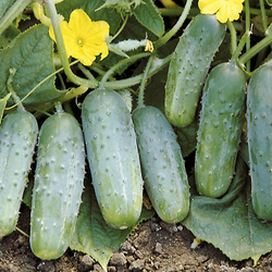 Огурец Октопус F1 (50шт) Витагрин Профи