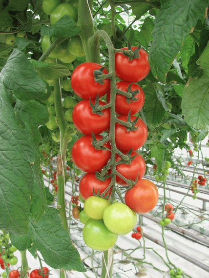 Мопс F1 семена томата индетерминантного (Гавриш) – фото 4