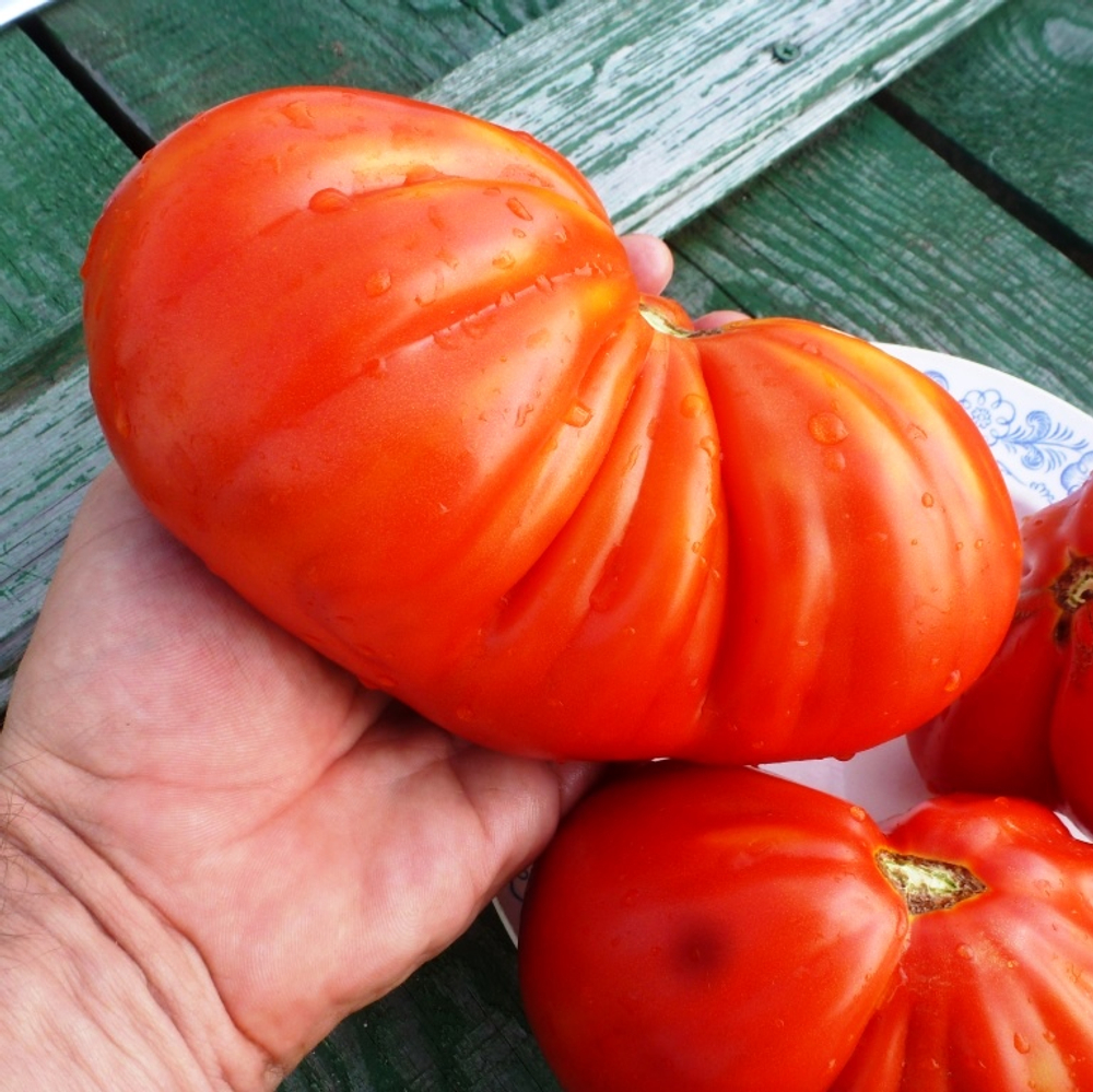 Помидоры - Cuore di Bue - Сердце Быка