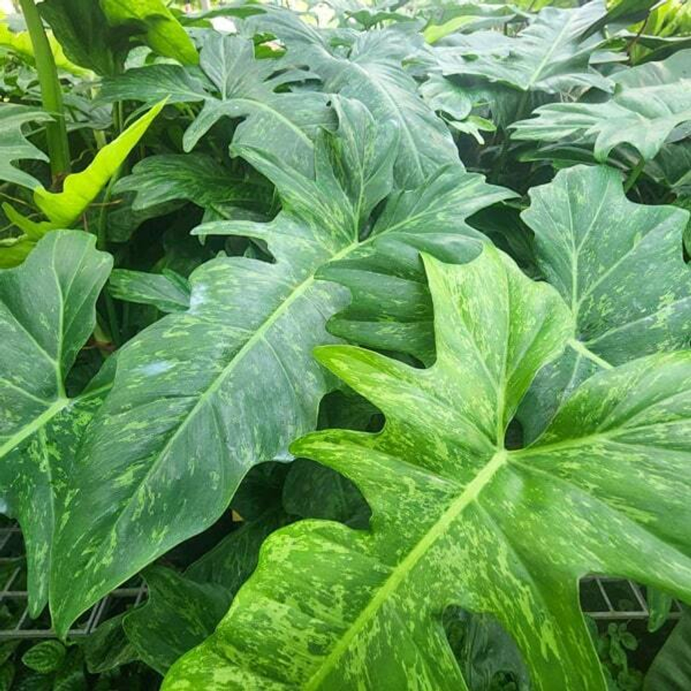 Филодендрон MINARUM (B10)