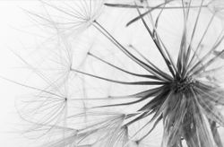 Белый одуванчик