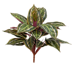 Диффенбахия Бордо куст 45 см