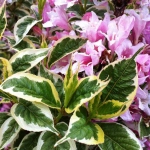 Вейгела "Variegata"