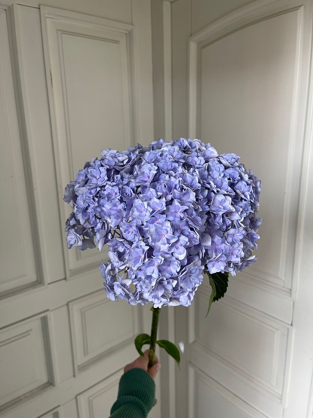 Гортензия в фиолетовом оттенке