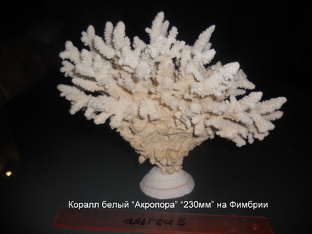 Коралл белый "Акропора""230-мм" на Хиппопусе