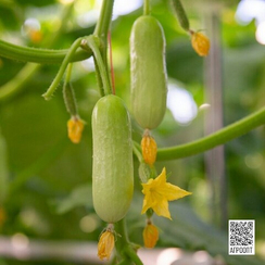 Квинтон F1 семена огурца партенокарпического (Rijk Zwaan/Райк Цваан)