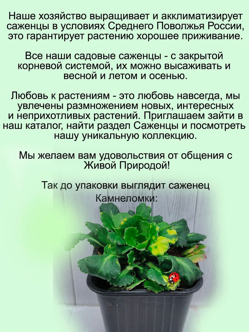Камнеломка Теневая Вариегата пёстролистная